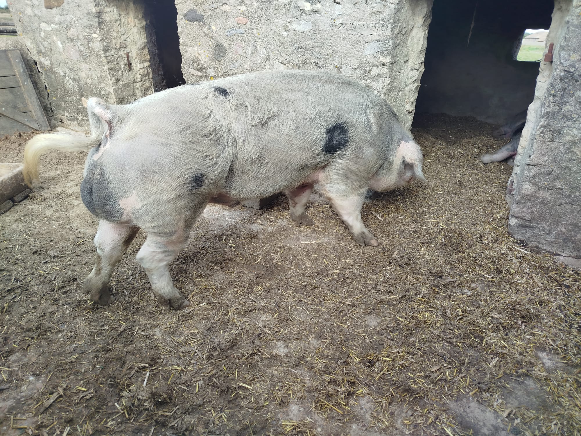 écomusée du marais Vendéen
Mots-clés: Le Daviaud